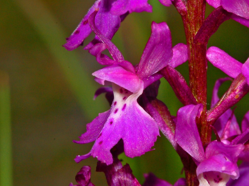 Un''orchidea bella grossa da determinare